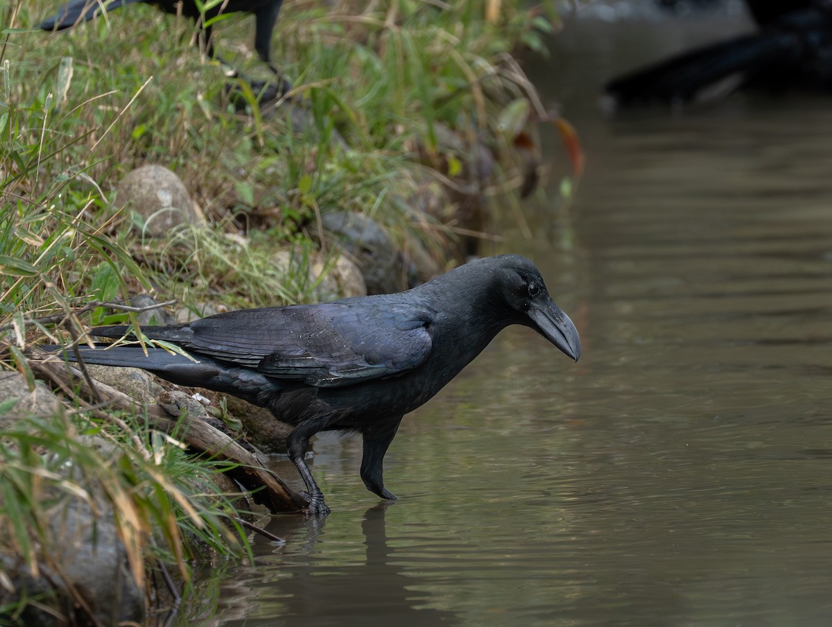 Large-billed Crow - ML645959934