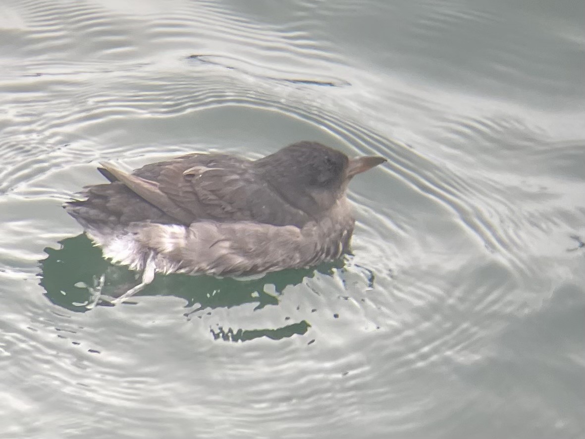 Rhinoceros Auklet - ML645959935