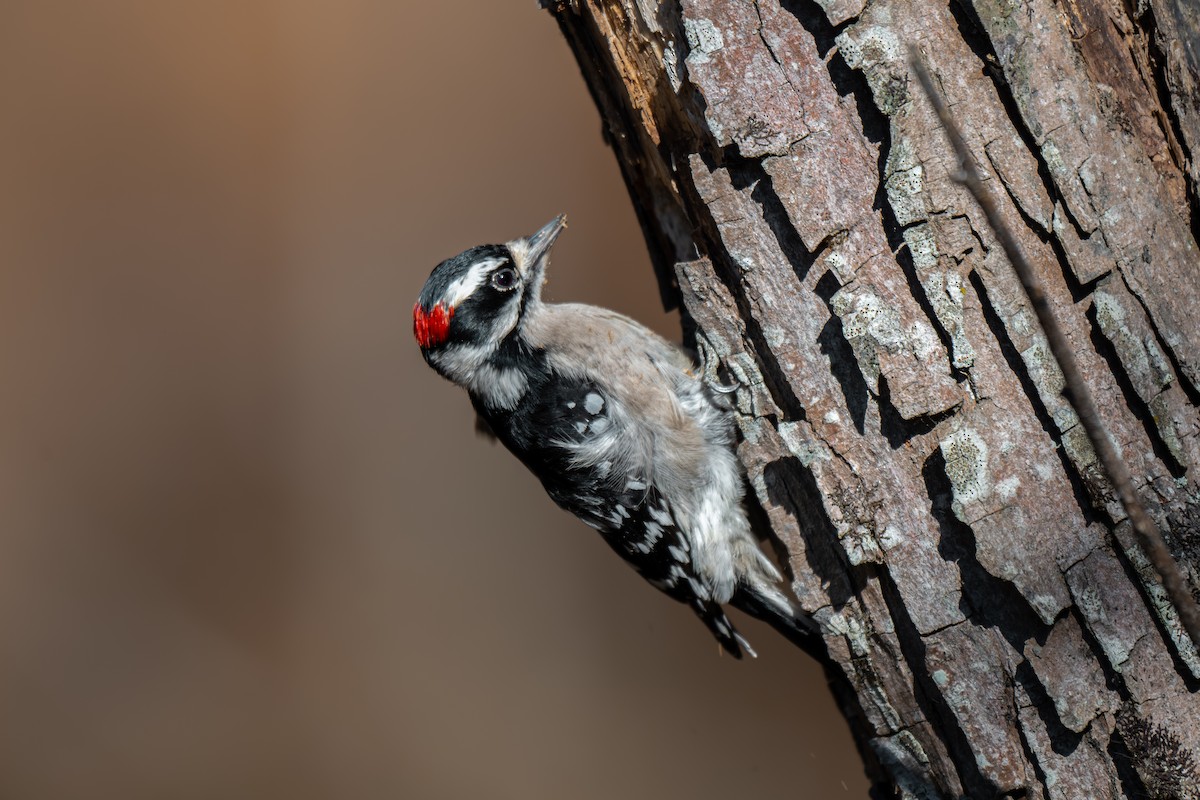 Downy Woodpecker (Eastern) - ML645959937