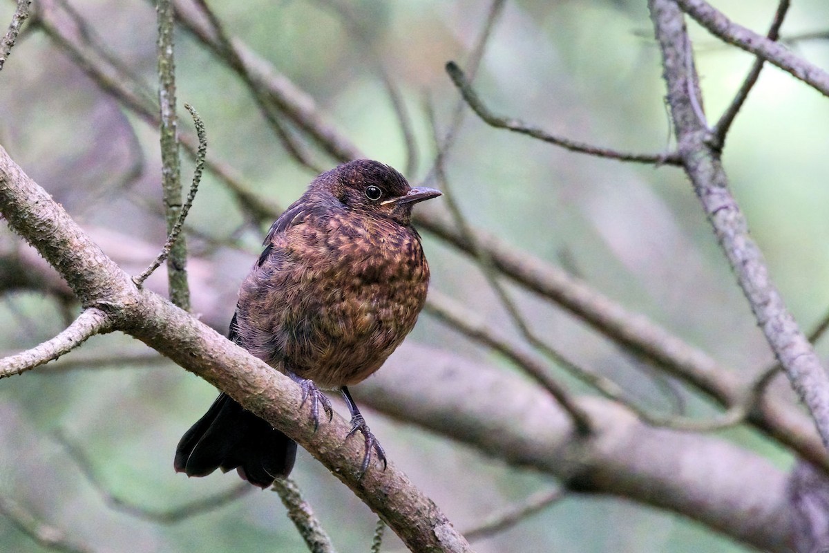 Eurasian Blackbird - ML645959938