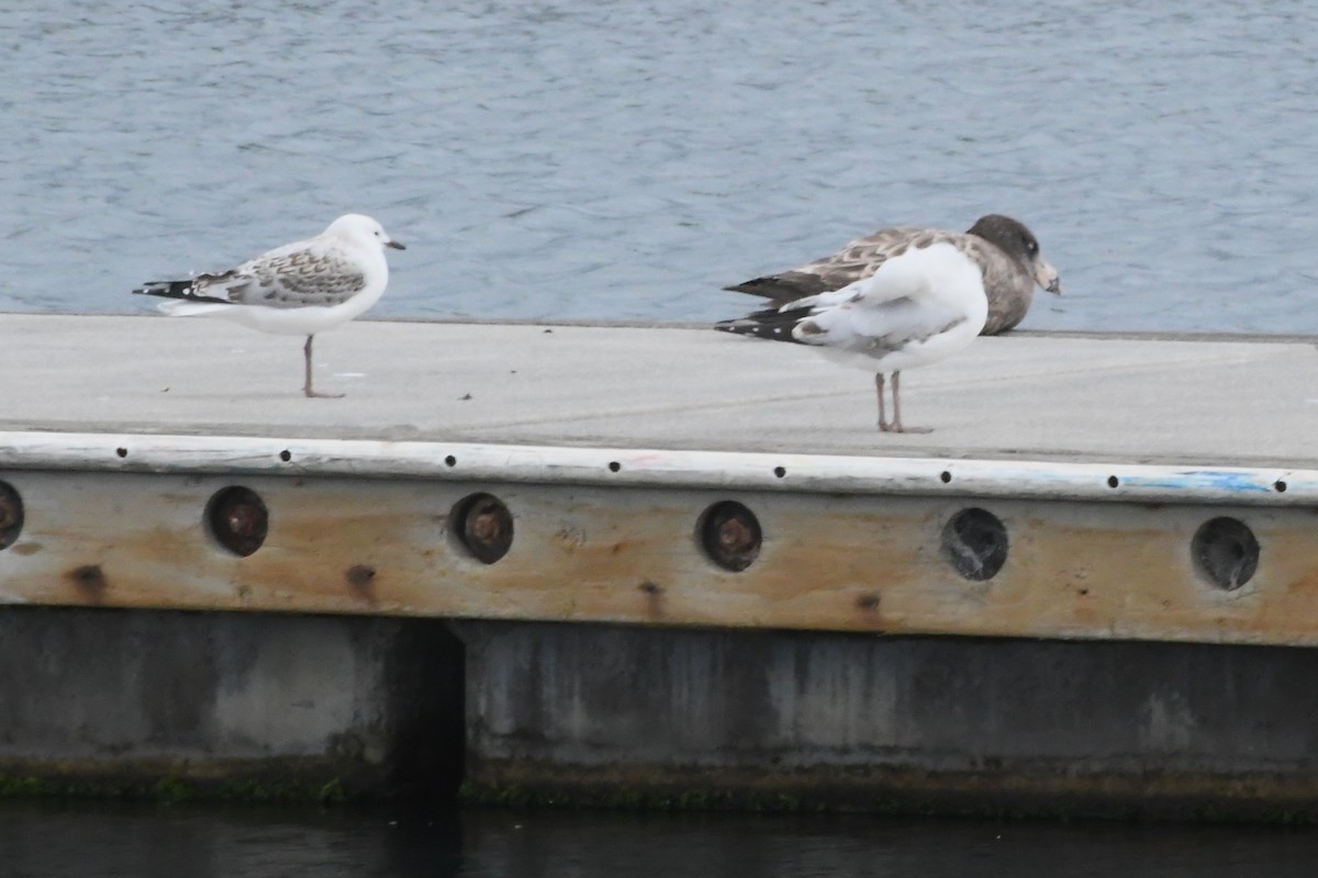 Pacific Gull - ML645959940