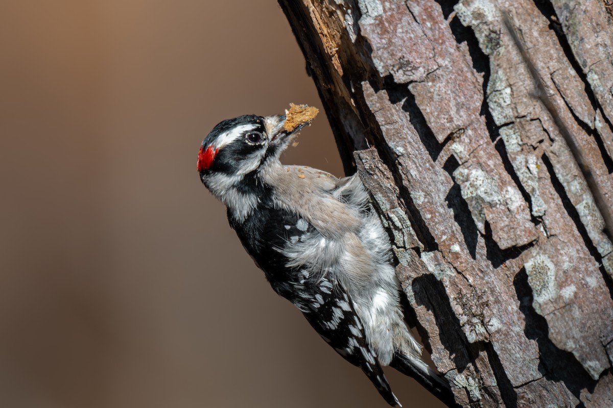 Downy Woodpecker (Eastern) - ML645959941