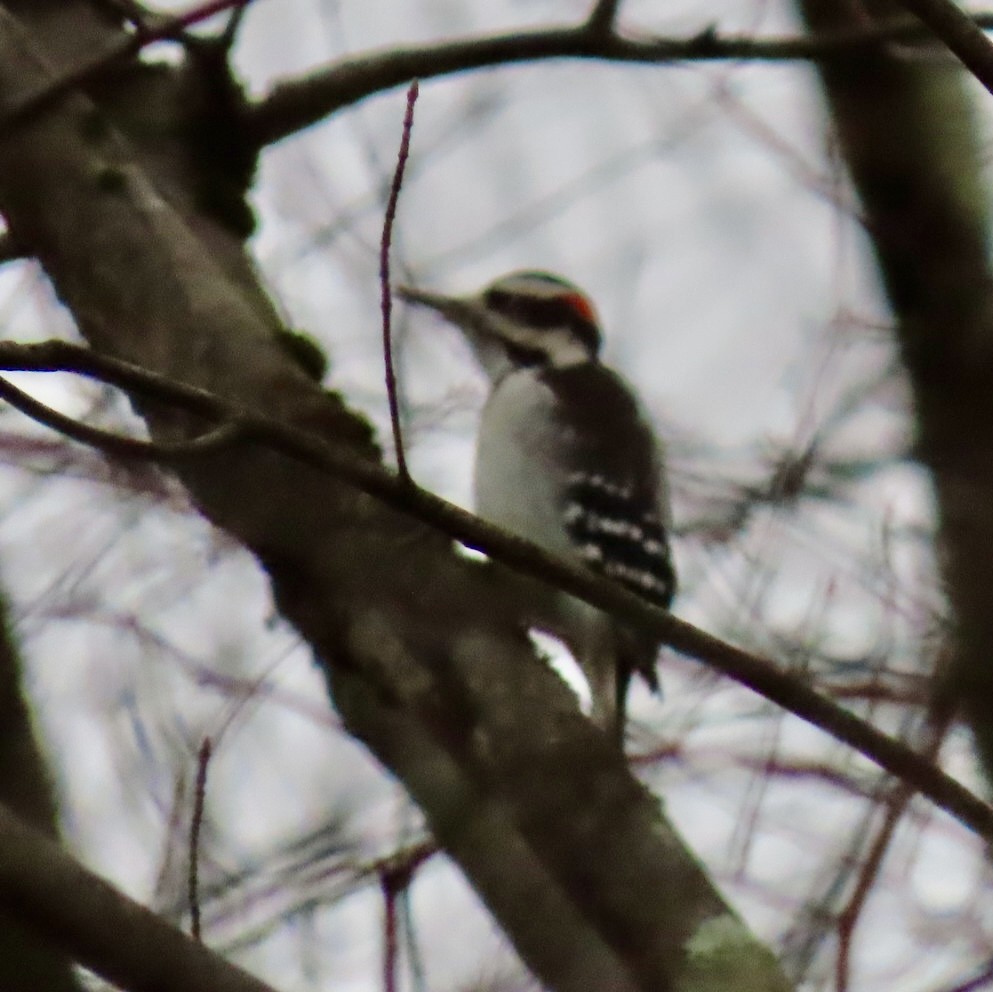 Hairy Woodpecker - ML645959942