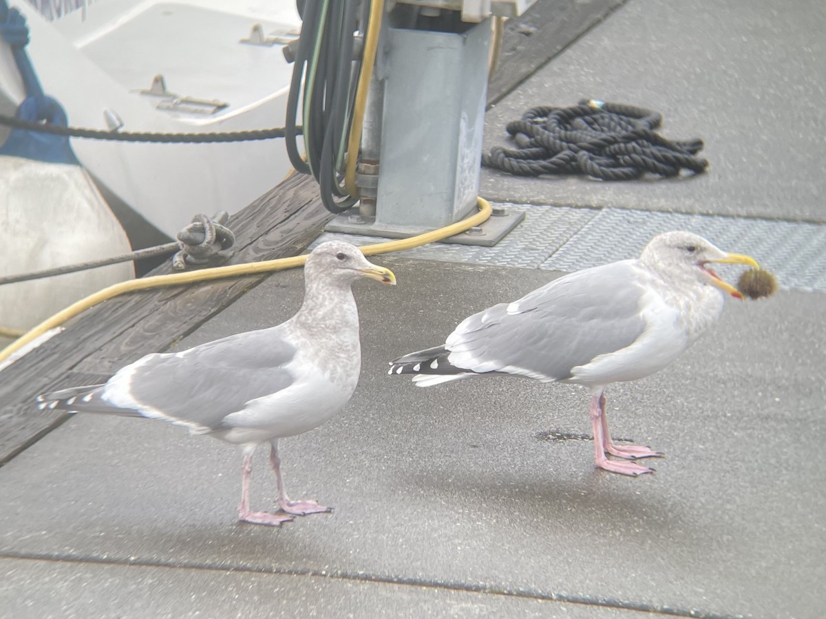Western x Glaucous-winged Gull (hybrid) - ML645959943