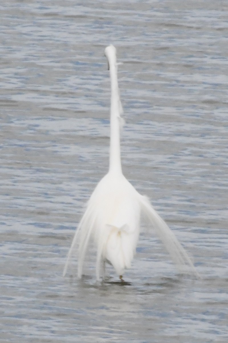 Great Egret - ML645959944