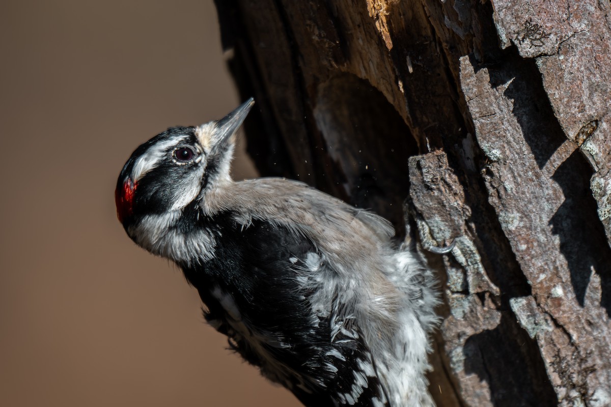 Downy Woodpecker (Eastern) - ML645959945