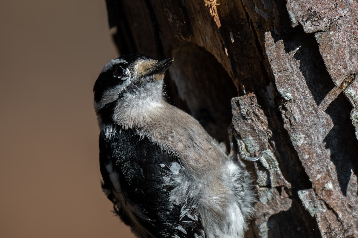 Downy Woodpecker (Eastern) - ML645959946