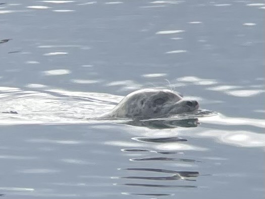 Harbor Seal - ML645959949
