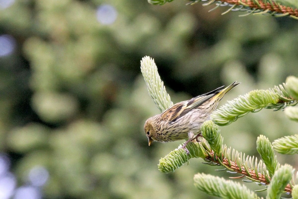 Eurasian Siskin - ML645959950