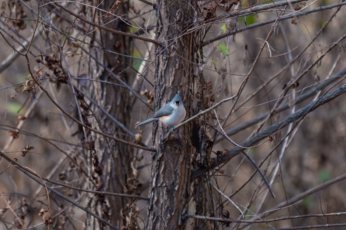 Tufted Titmouse - ML645959951