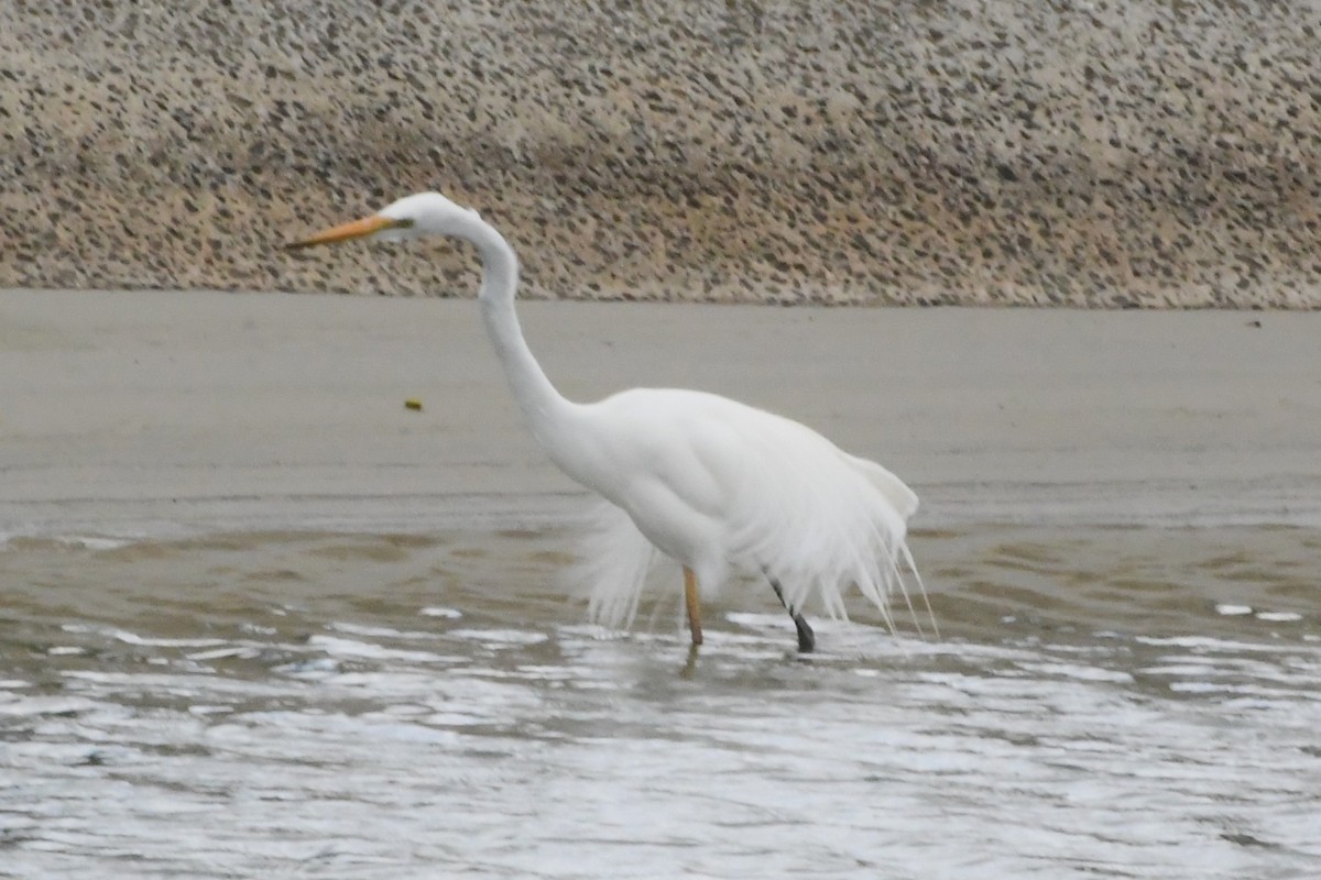 Great Egret - ML645959953
