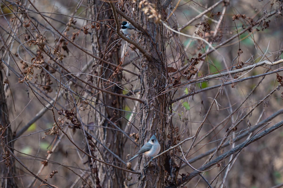 Tufted Titmouse - ML645959955