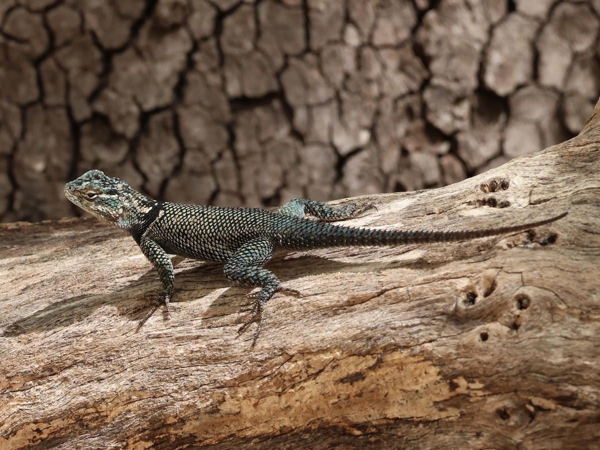 Yarrow's Spiny Lizard - ML645959956