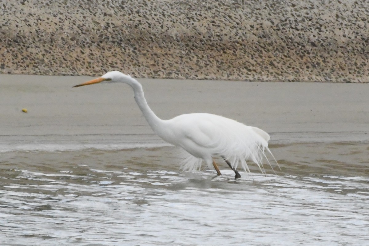 Great Egret - ML645959957
