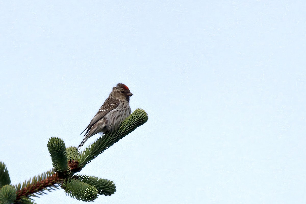 Redpoll (rostrata/islandica) - ML645959958