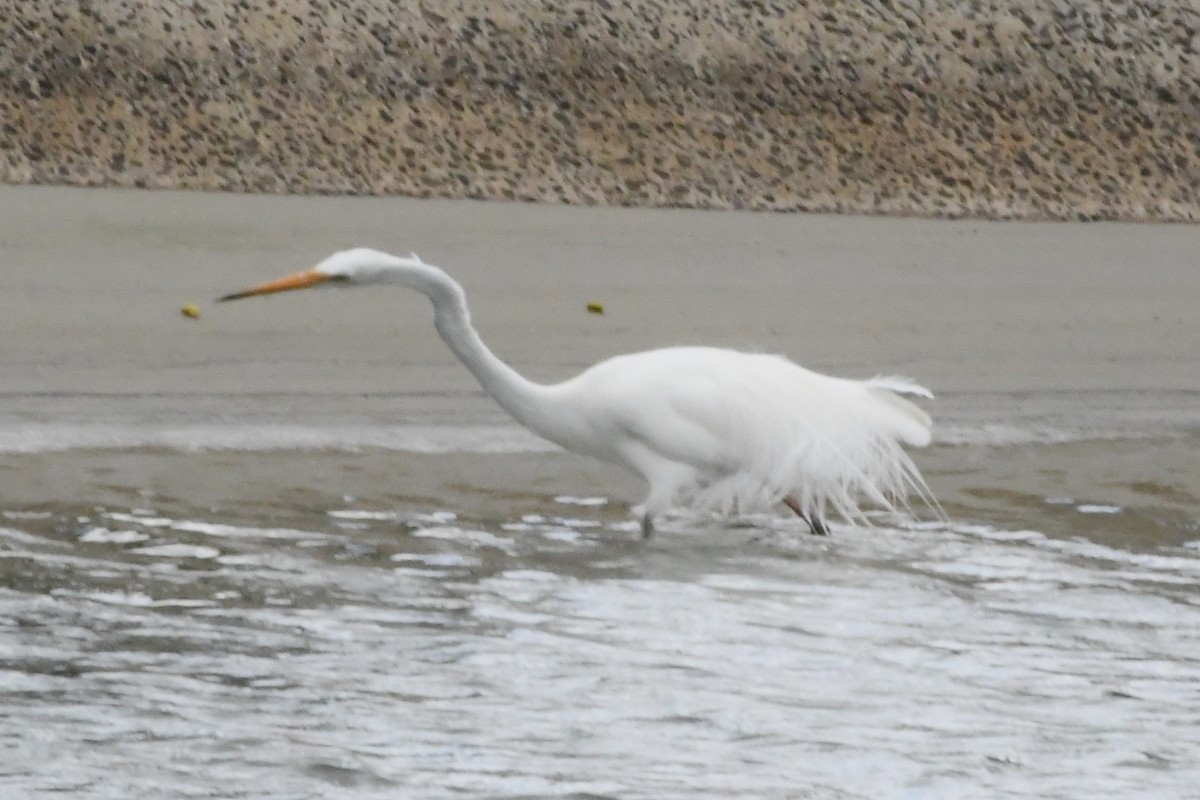 Great Egret - ML645959959