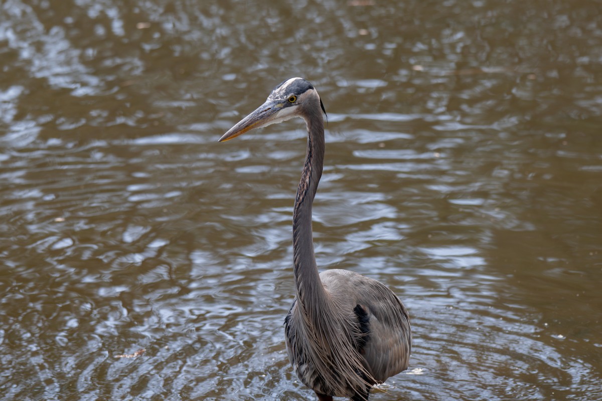 Great Blue Heron (Great Blue) - ML645959961