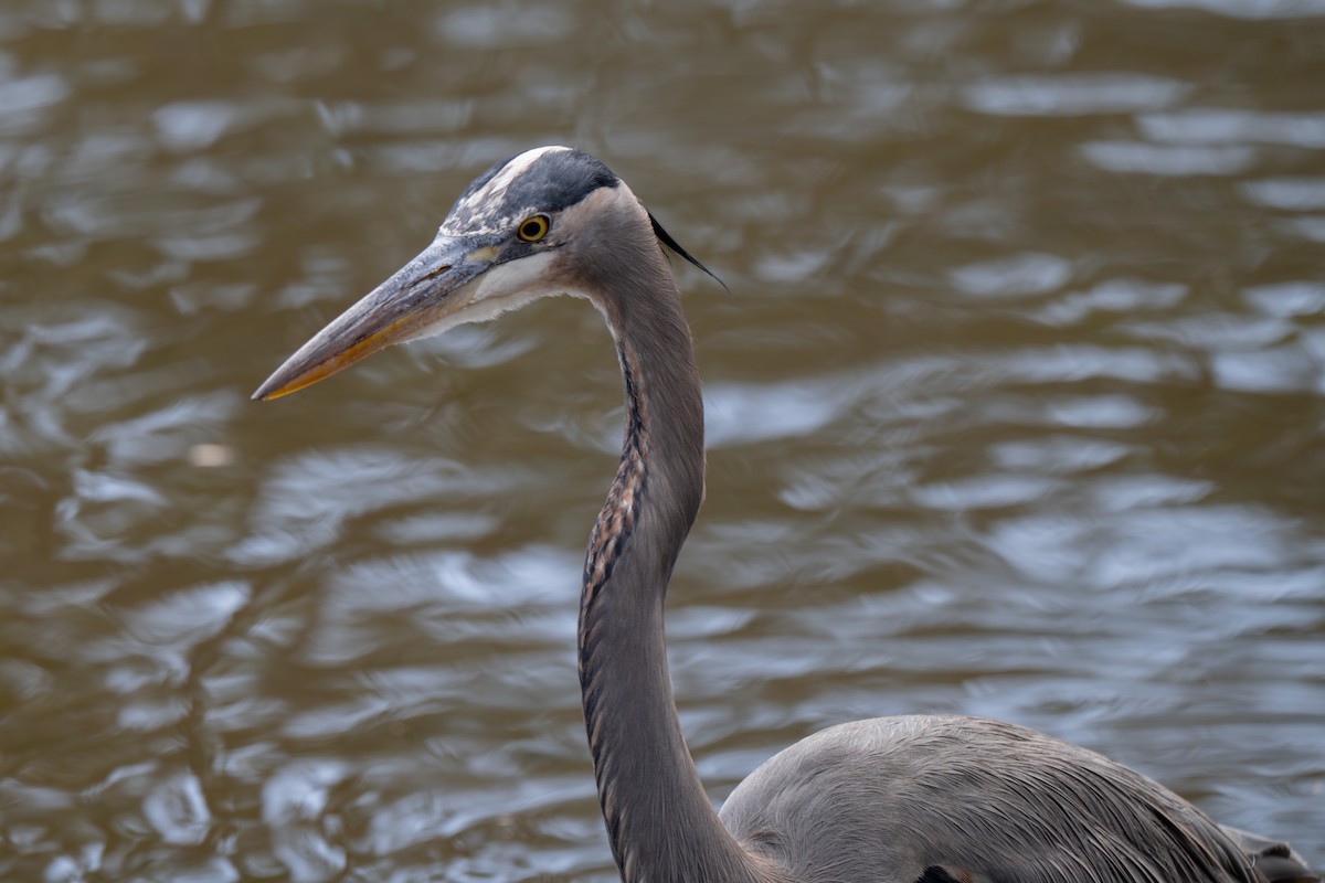 Great Blue Heron (Great Blue) - ML645959962
