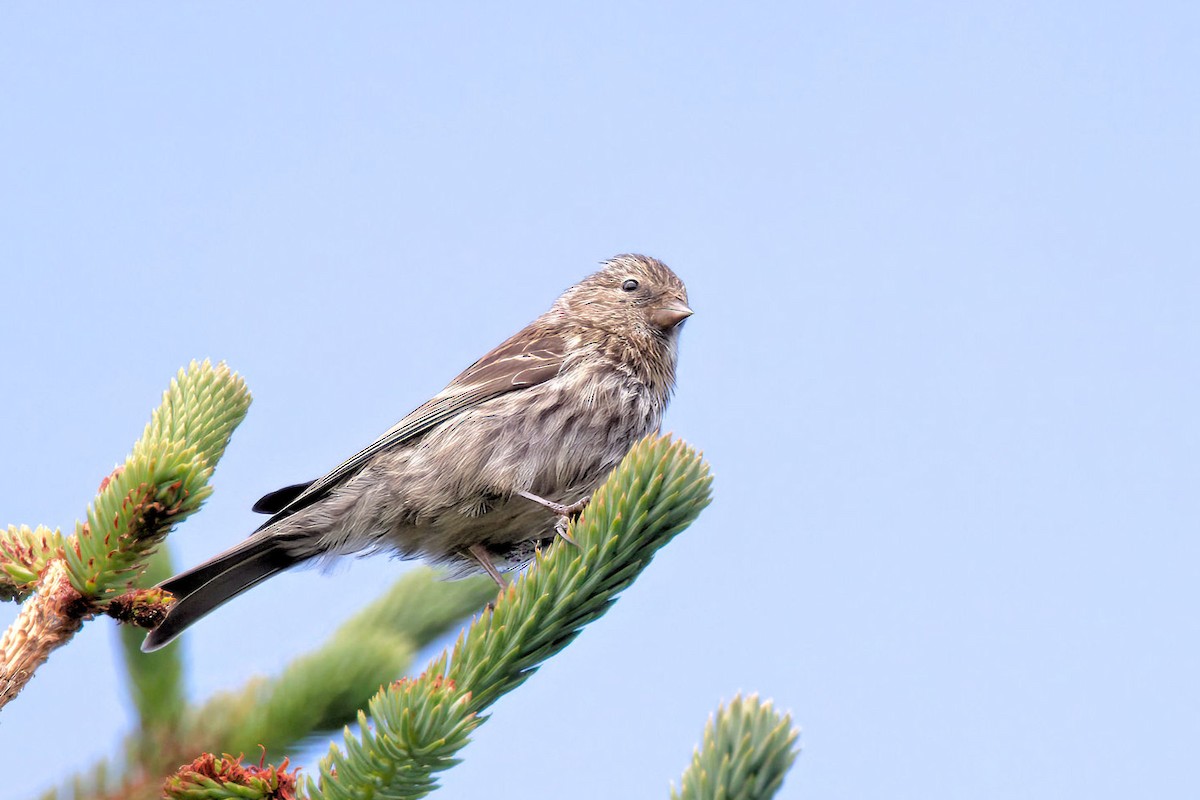 Redpoll (rostrata/islandica) - ML645959963