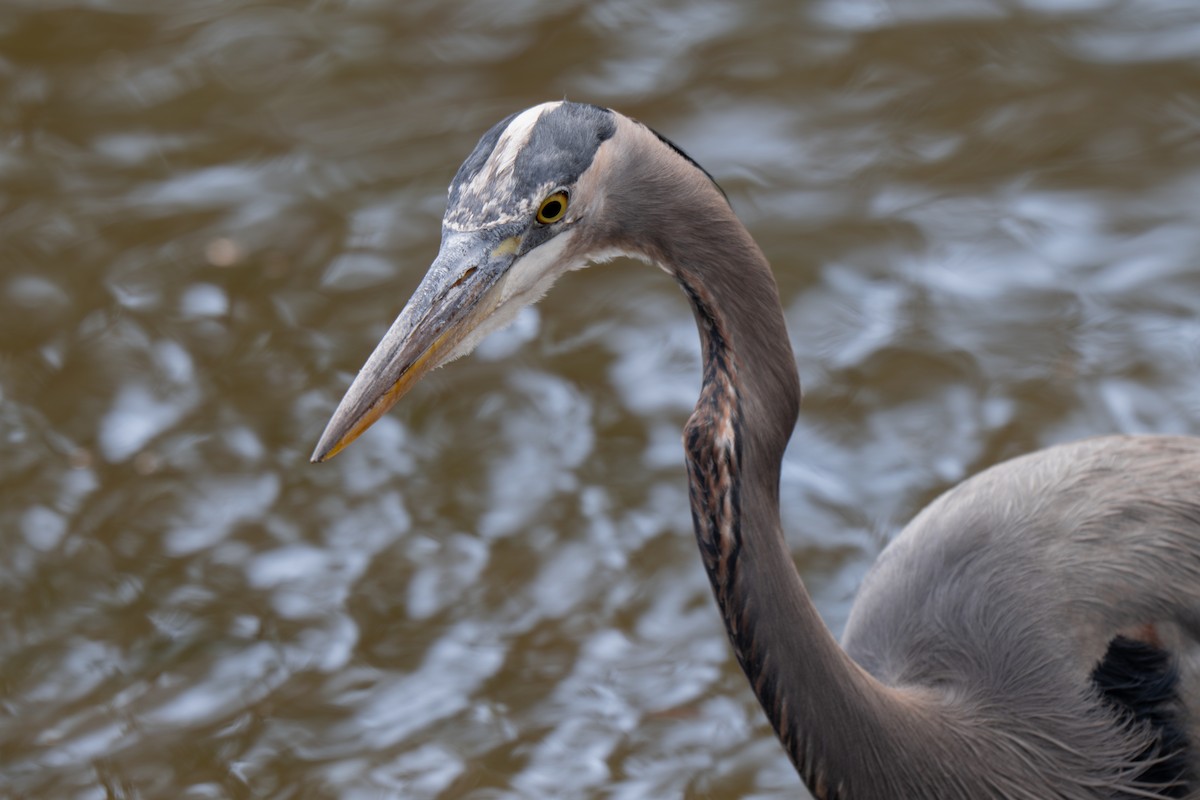 Great Blue Heron (Great Blue) - ML645959965