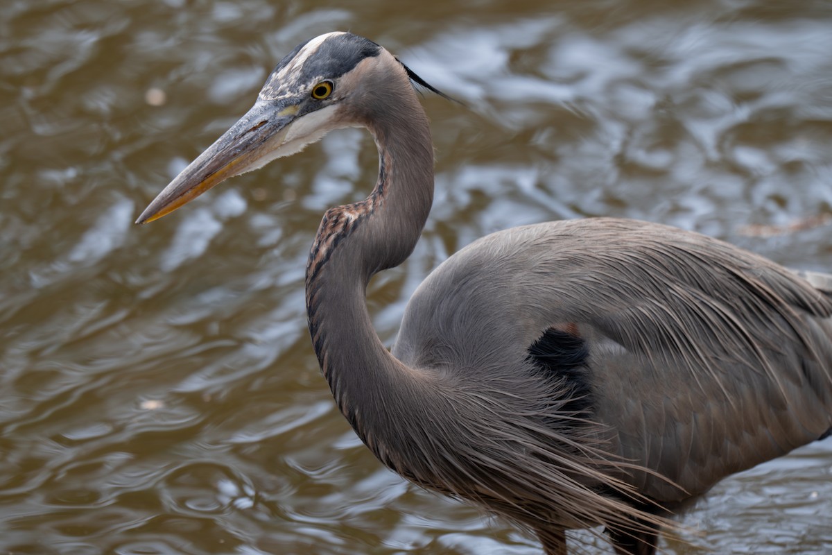 Great Blue Heron (Great Blue) - ML645959966