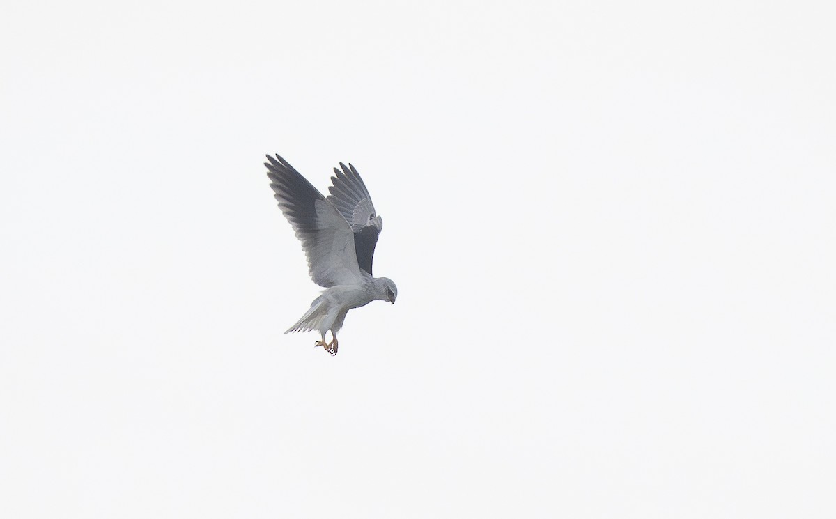 Black-winged Kite - ML645959967