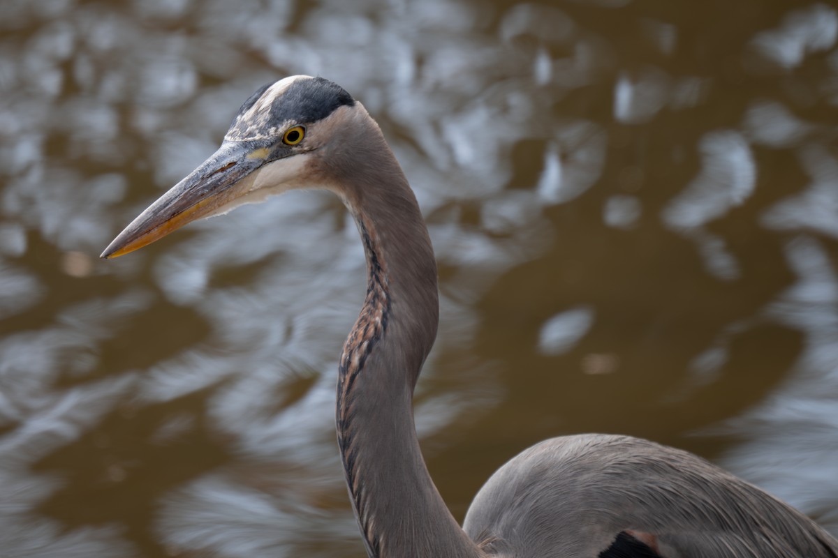Great Blue Heron (Great Blue) - ML645959968
