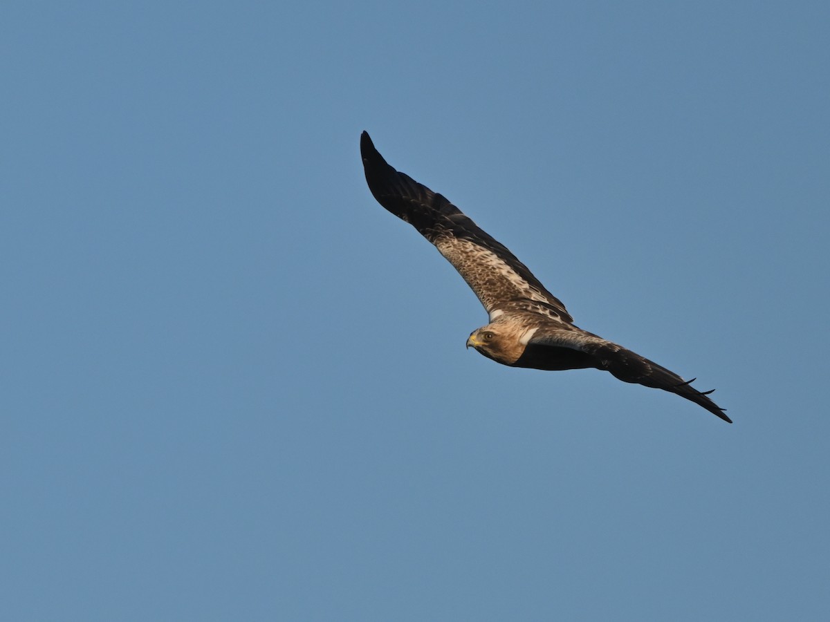 Booted Eagle - ML645959969