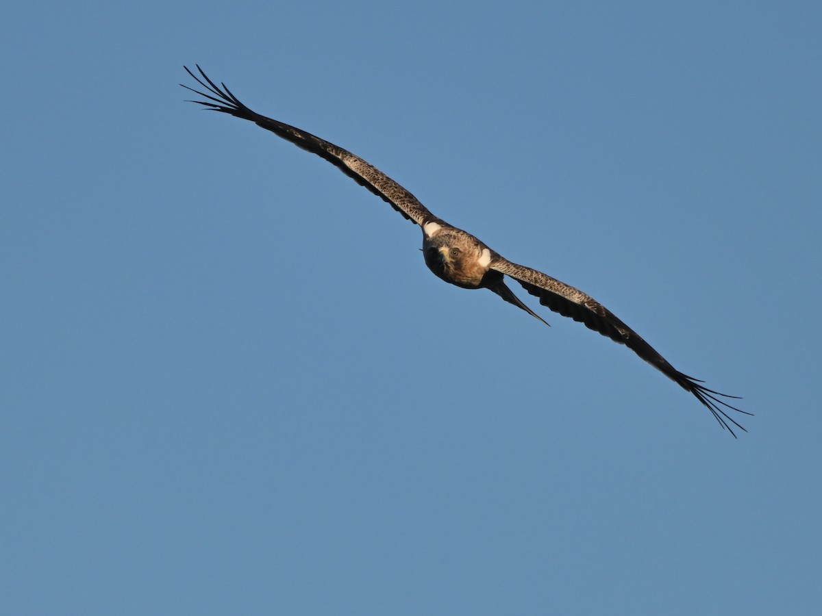Booted Eagle - ML645959970