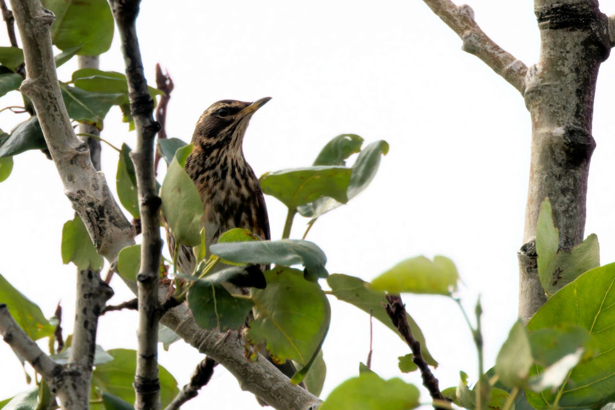 Redwing (Icelandic) - ML645959971