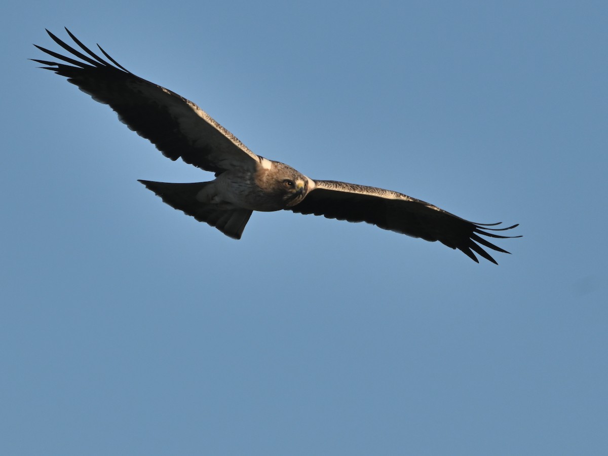 Booted Eagle - ML645959973