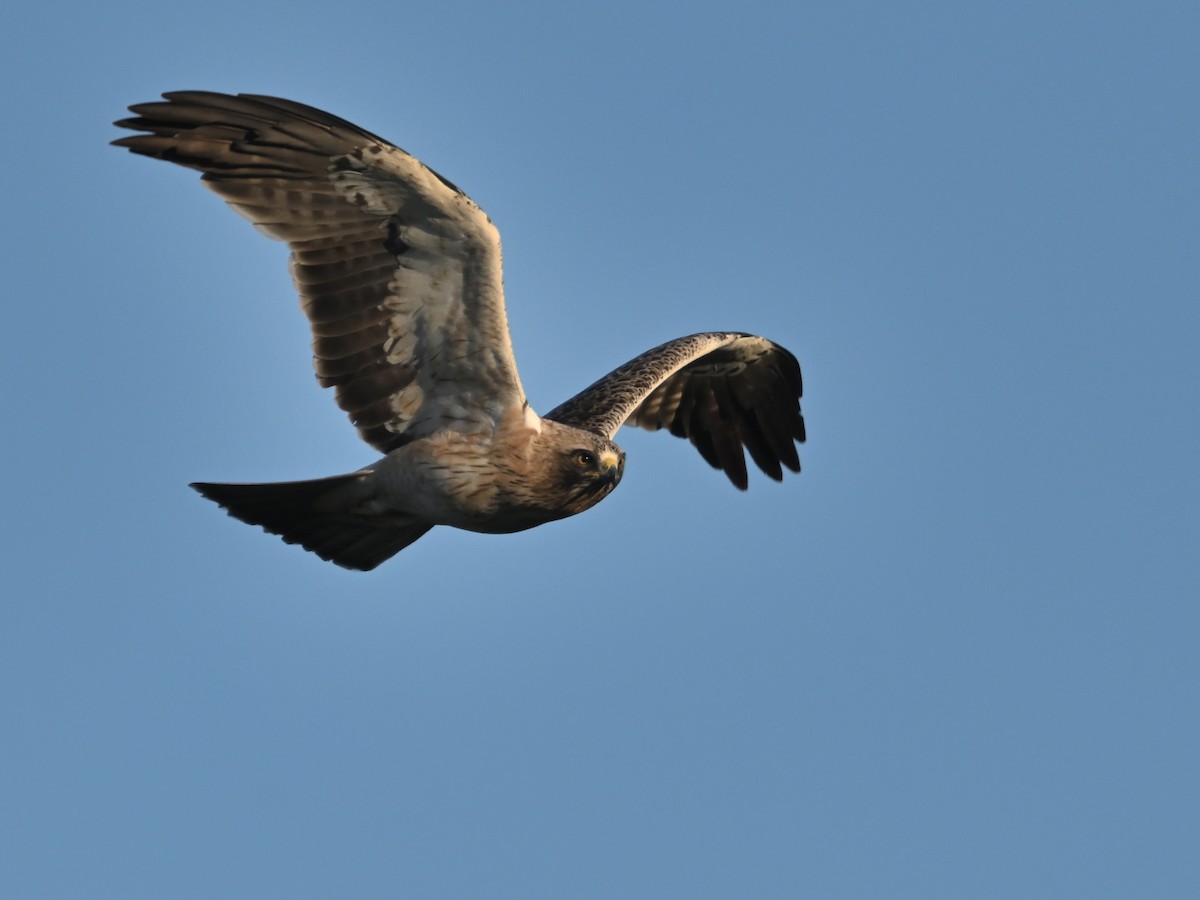Booted Eagle - ML645959974