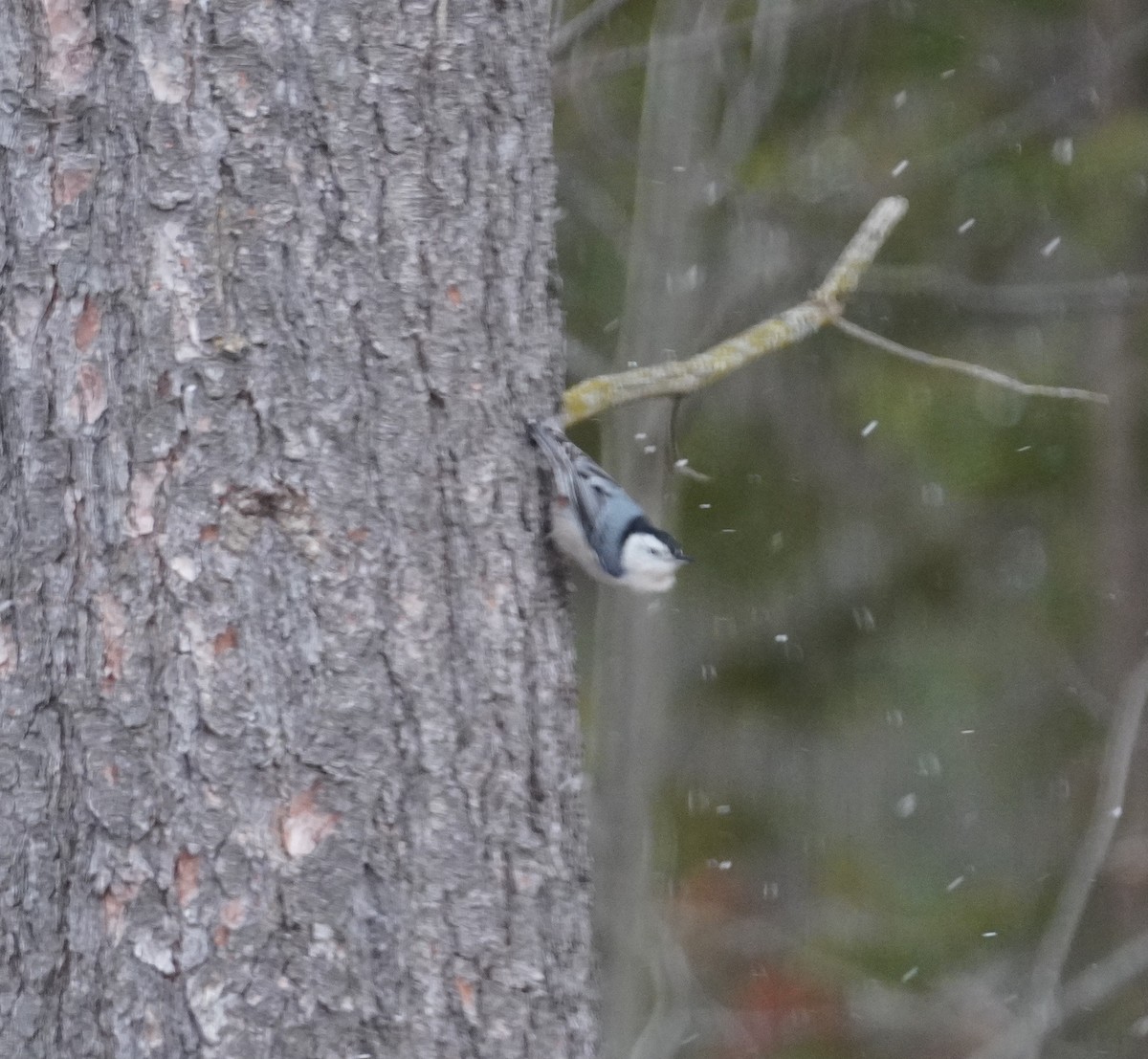 Sittelle à poitrine blanche - ML645959980