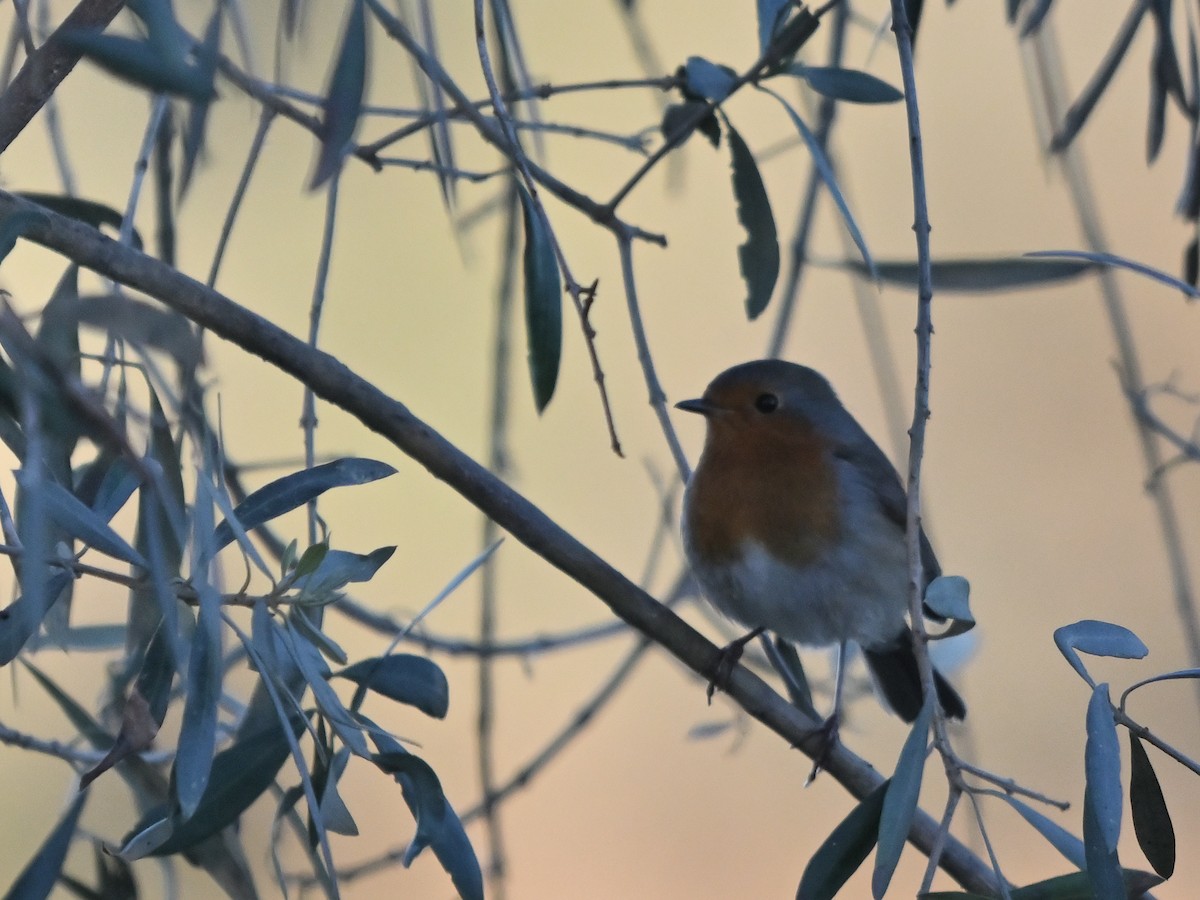 European Robin - ML645959981