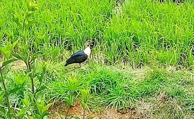 pižmovka černoboká - ML645959982