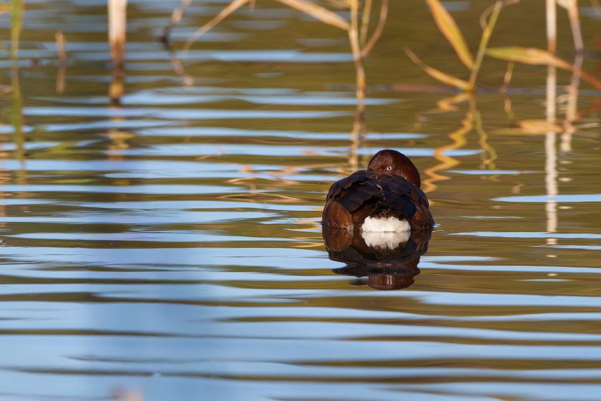 Hardhead - ML645959989