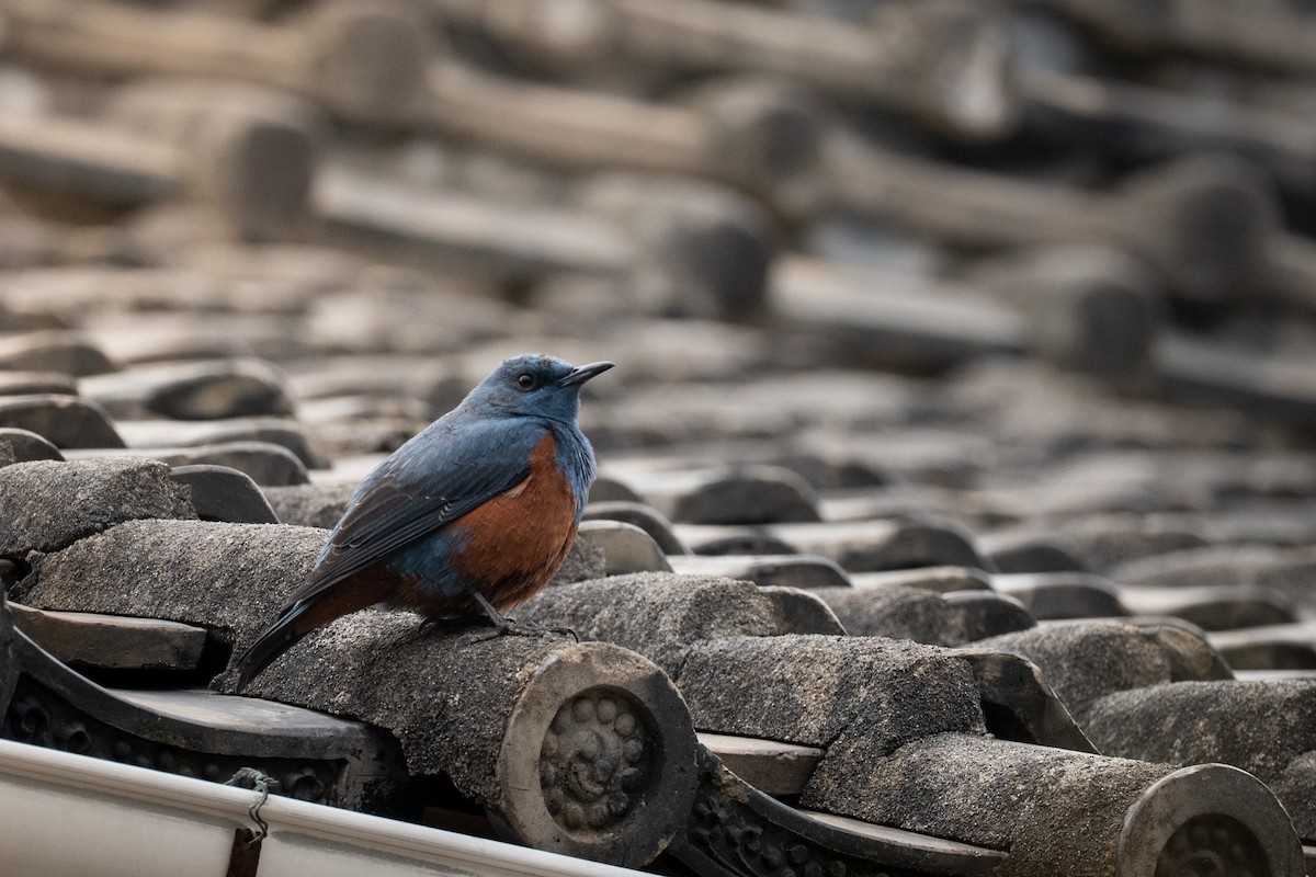 Blue Rock-Thrush - ML645960015