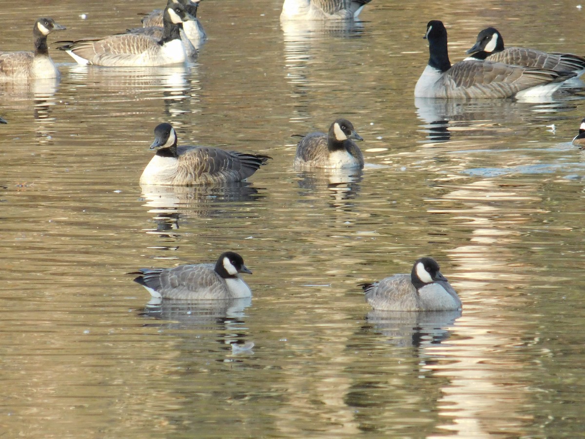 Cackling Goose - ML645960017