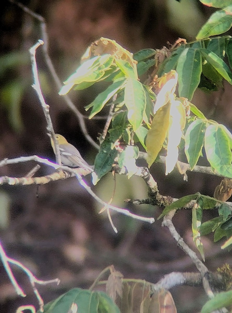Yellow-throated Vireo - ML645960018