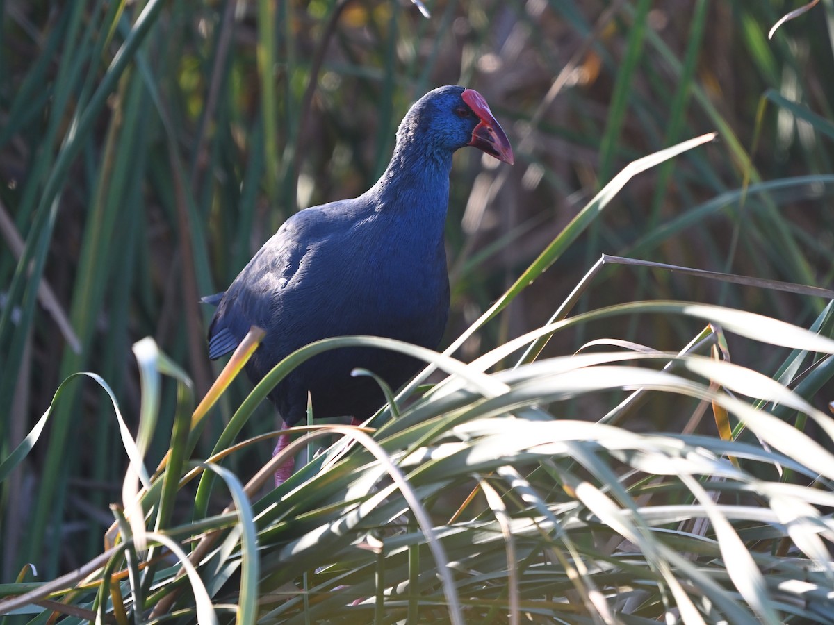 Western Swamphen - ML645960019