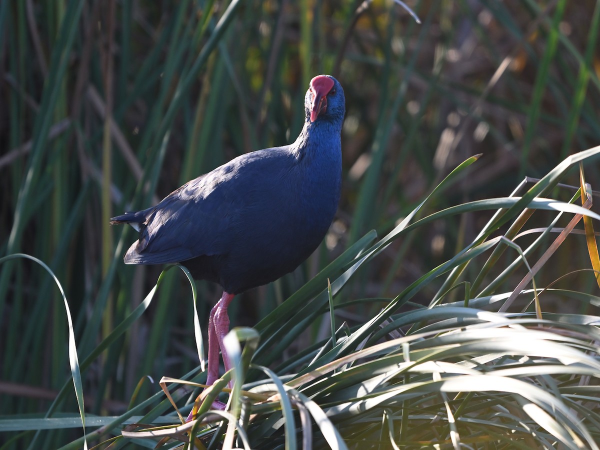 Western Swamphen - ML645960021