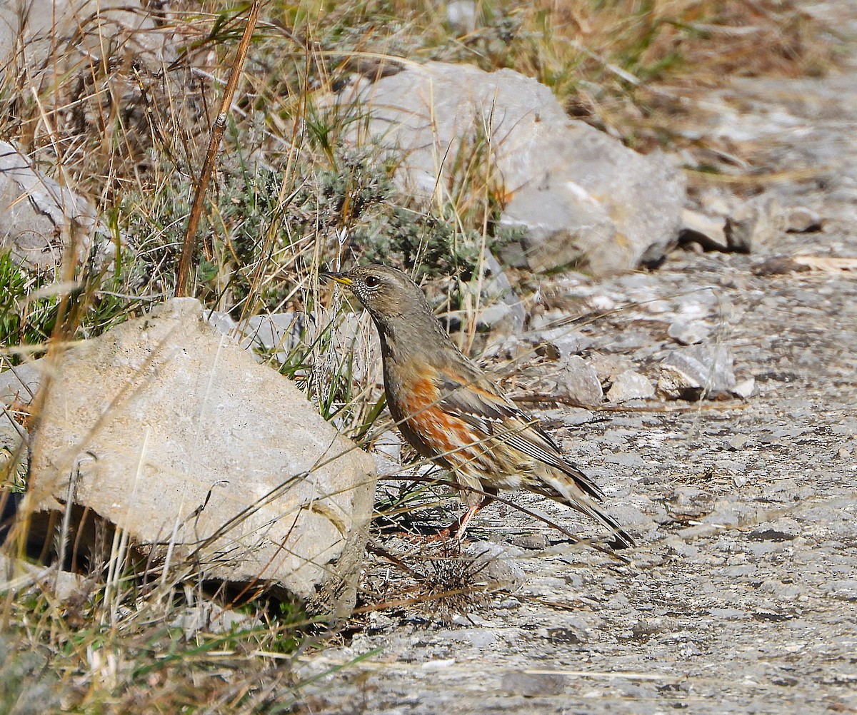 Alpine Accentor - ML645960022
