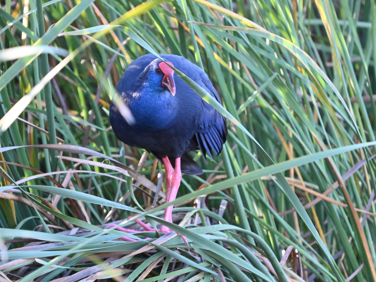 Western Swamphen - ML645960023