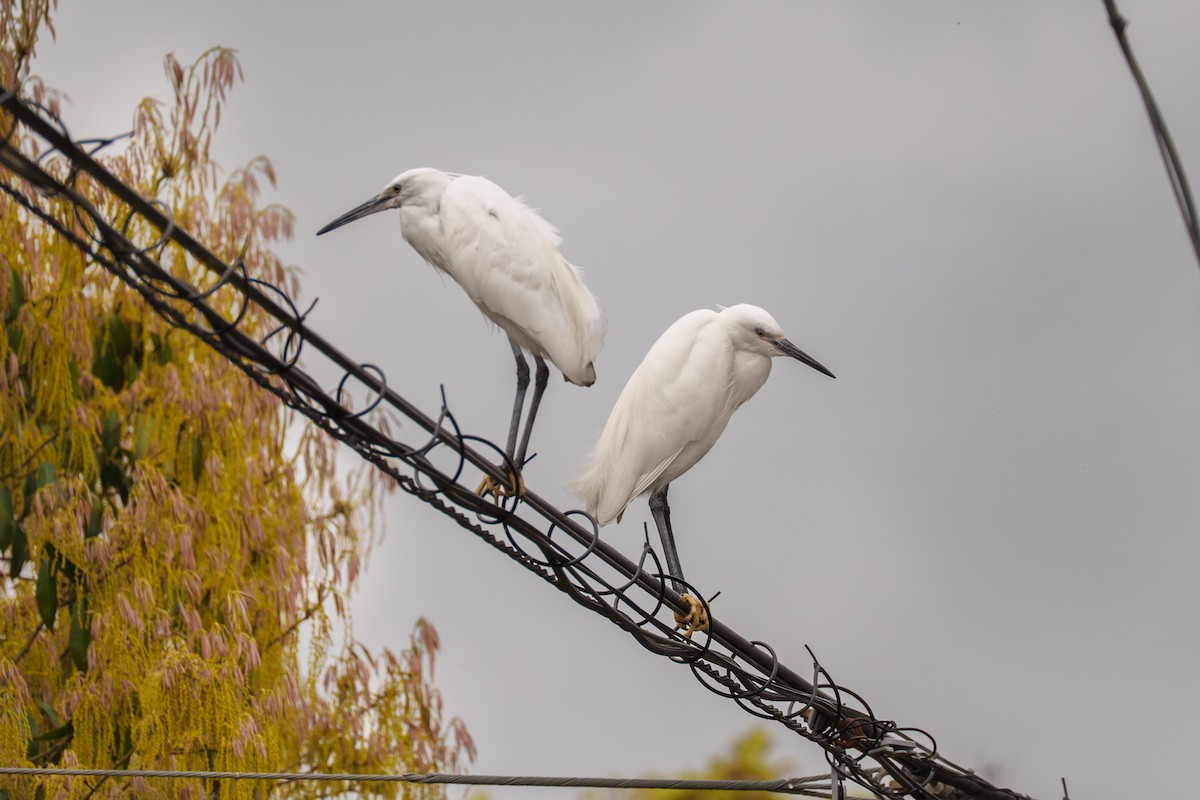 Little Egret - ML645960024