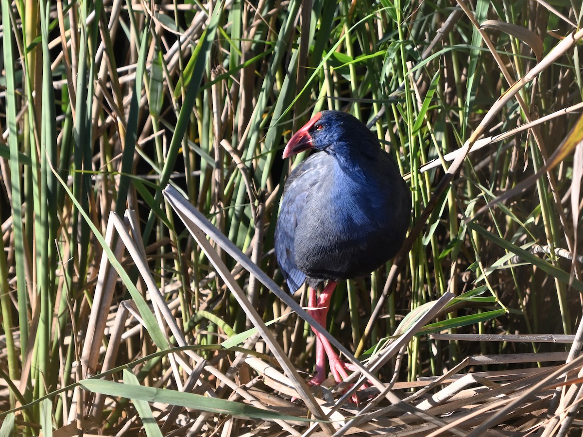 Western Swamphen - ML645960026