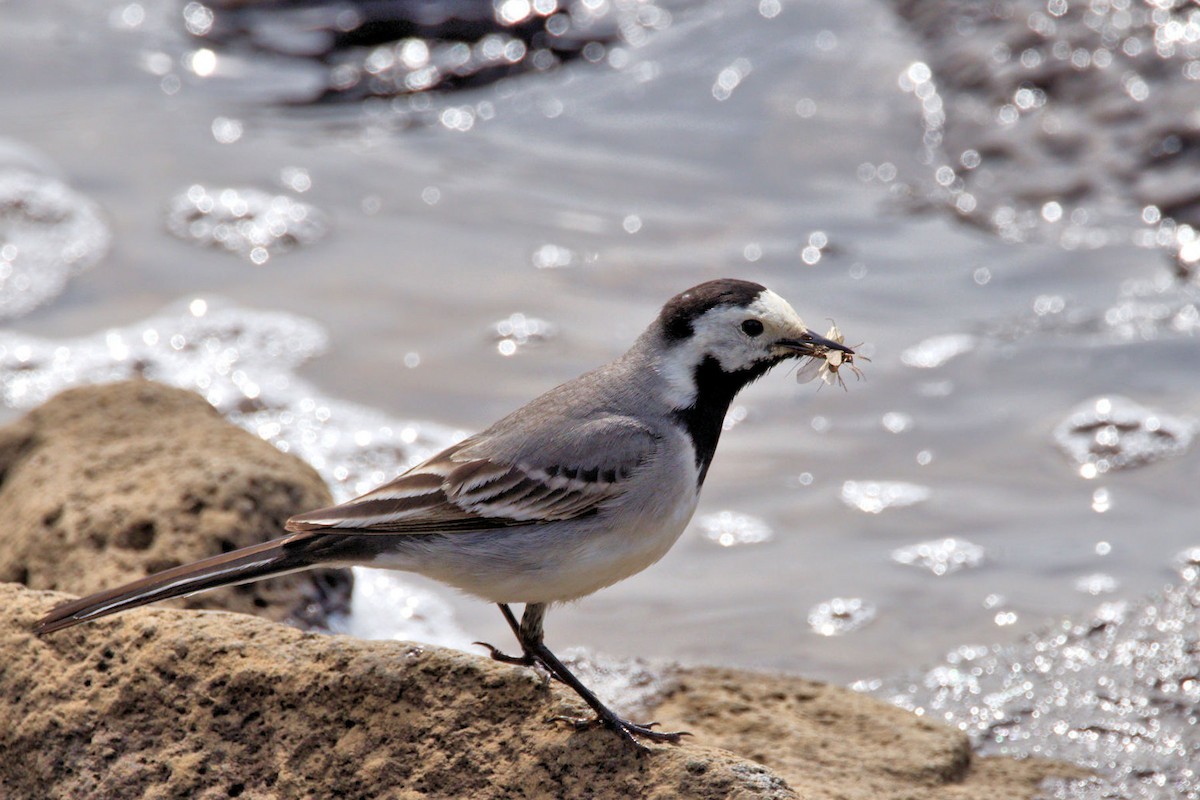 White Wagtail - ML645960028