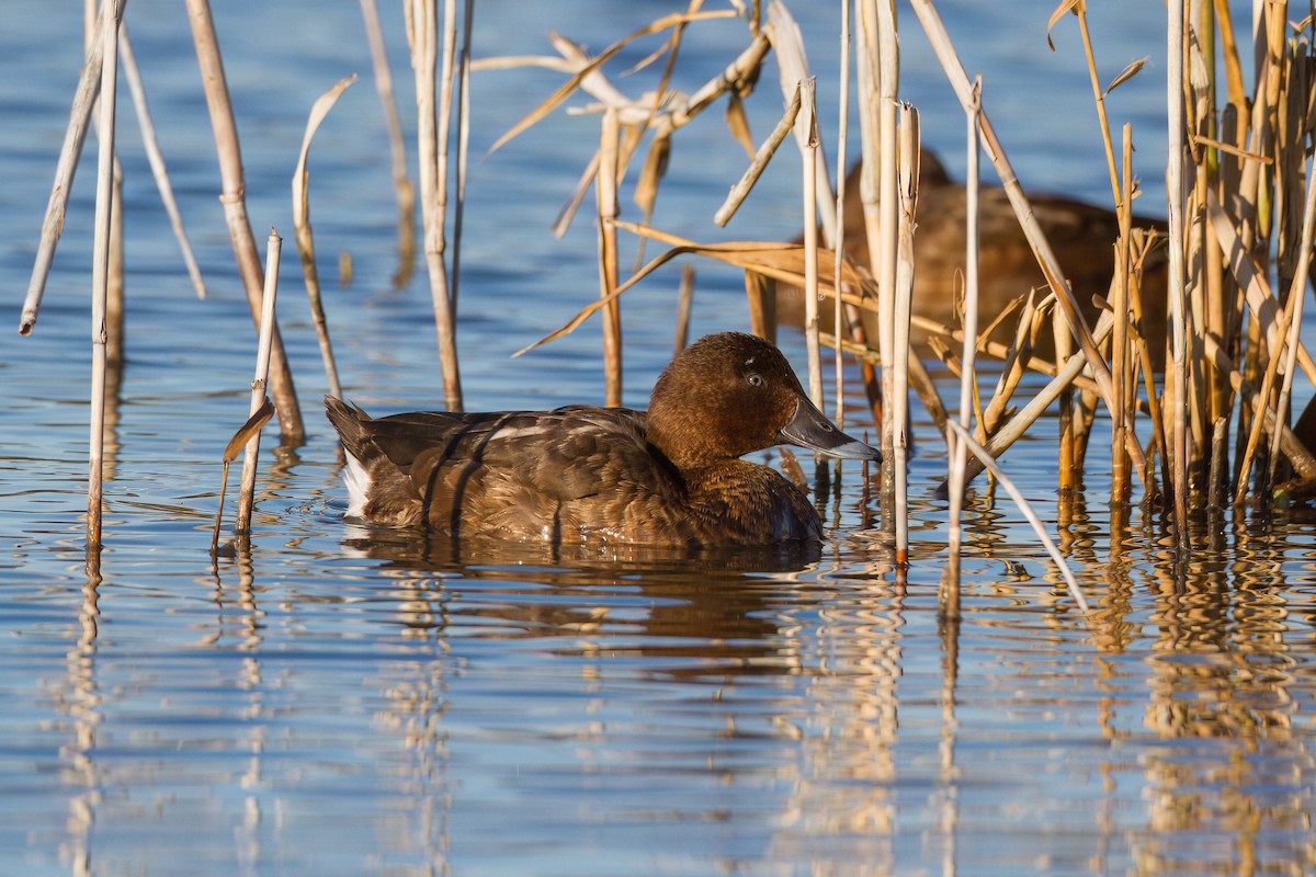 Hardhead - ML645960030