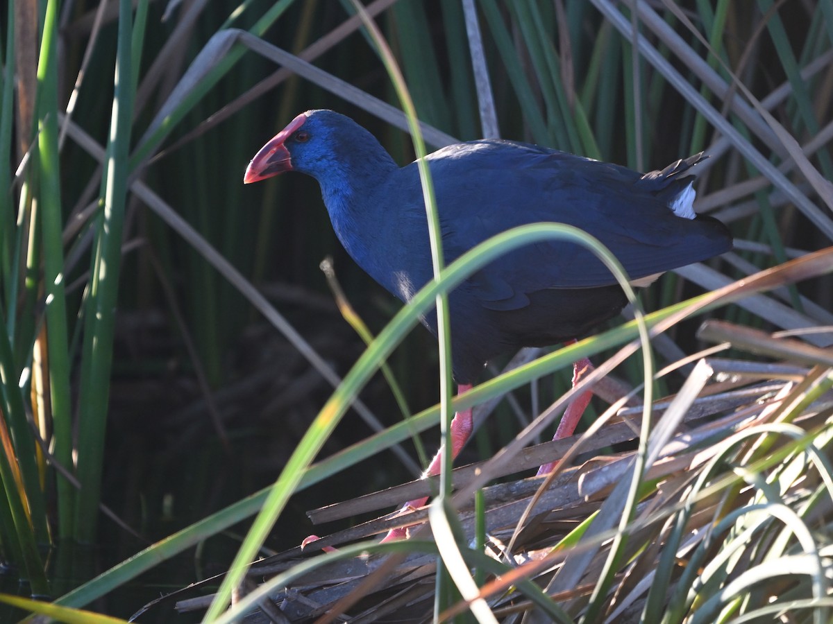 Western Swamphen - ML645960031