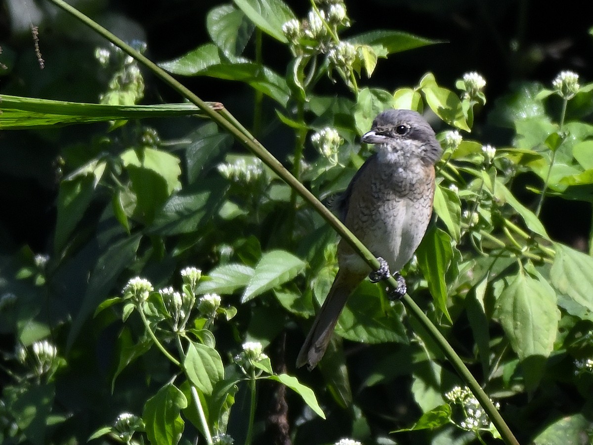 Gray-backed Shrike - ML645960032