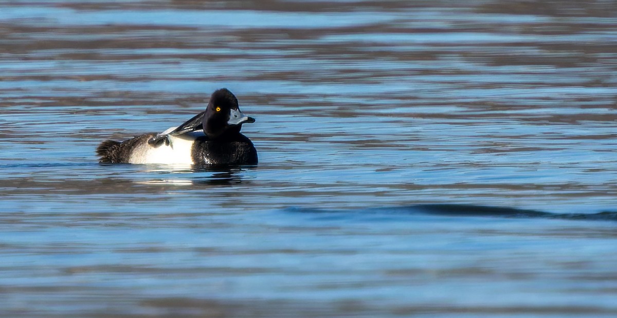 Greater Scaup - ML645960043